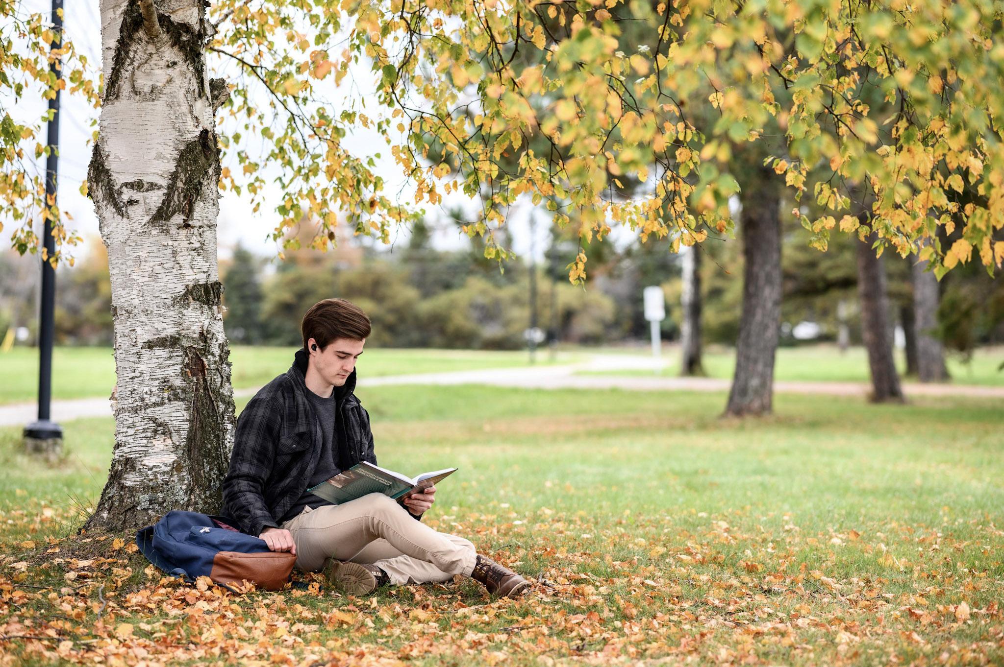 Birch tree in fall with student under